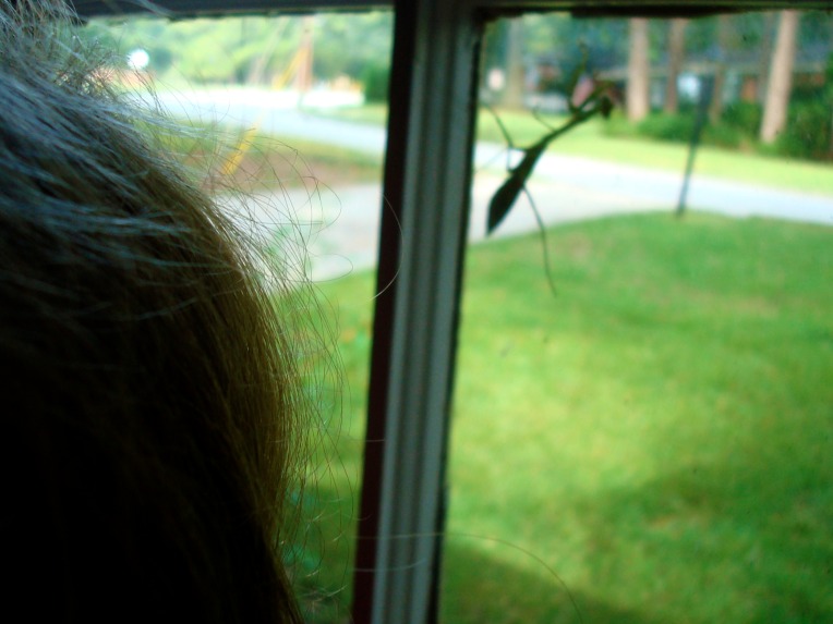 .... Joy finding a praying mantis on the bay window .....
